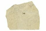 Detailed Fossil March Fly (Bibionidae) - France #254181-1